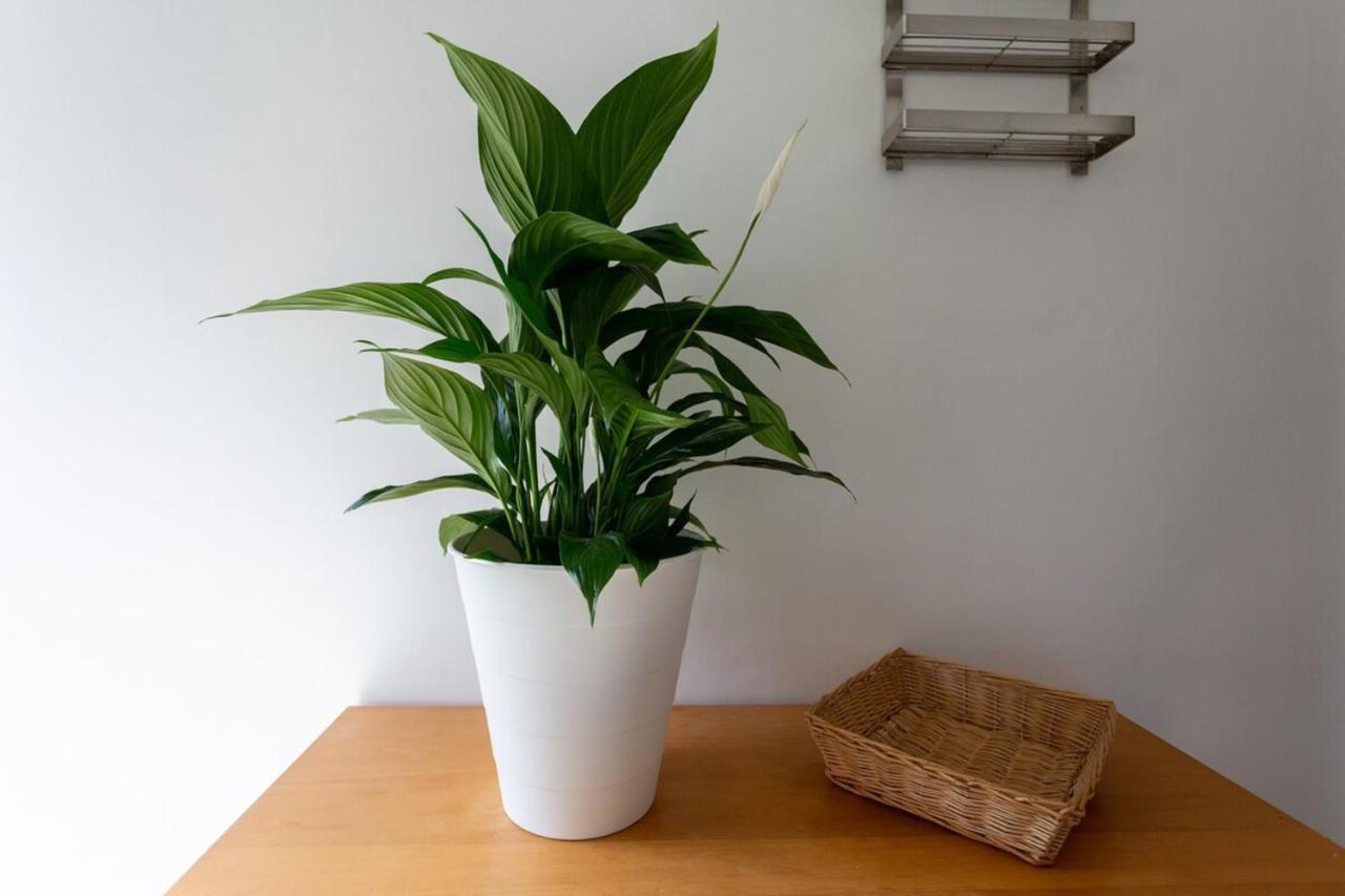 Fantastic 2bd Garden Flat In South London! Apartamento *
