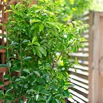 GuestReady - Micro Garden flat in Fulham