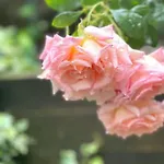 Private Garden Flat Stroud Green Finsbury Park