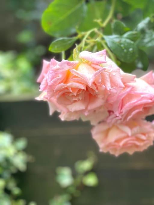 Private Garden Flat Stroud Finsbury Park Apartment London