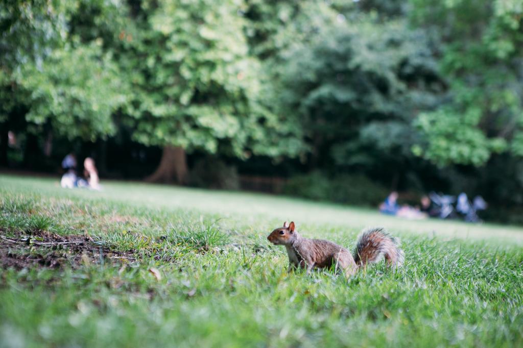 Safestay Kensington Holland Park (adults Only) Hostal