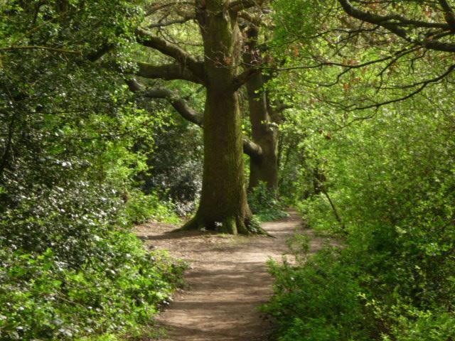 Forest London