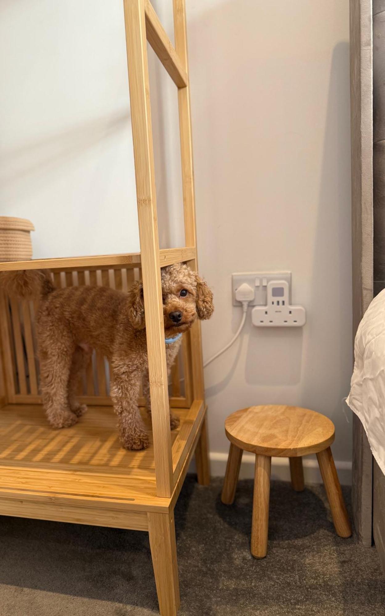Bed & Breakfast Near Airport Dog Lovers Welcome London