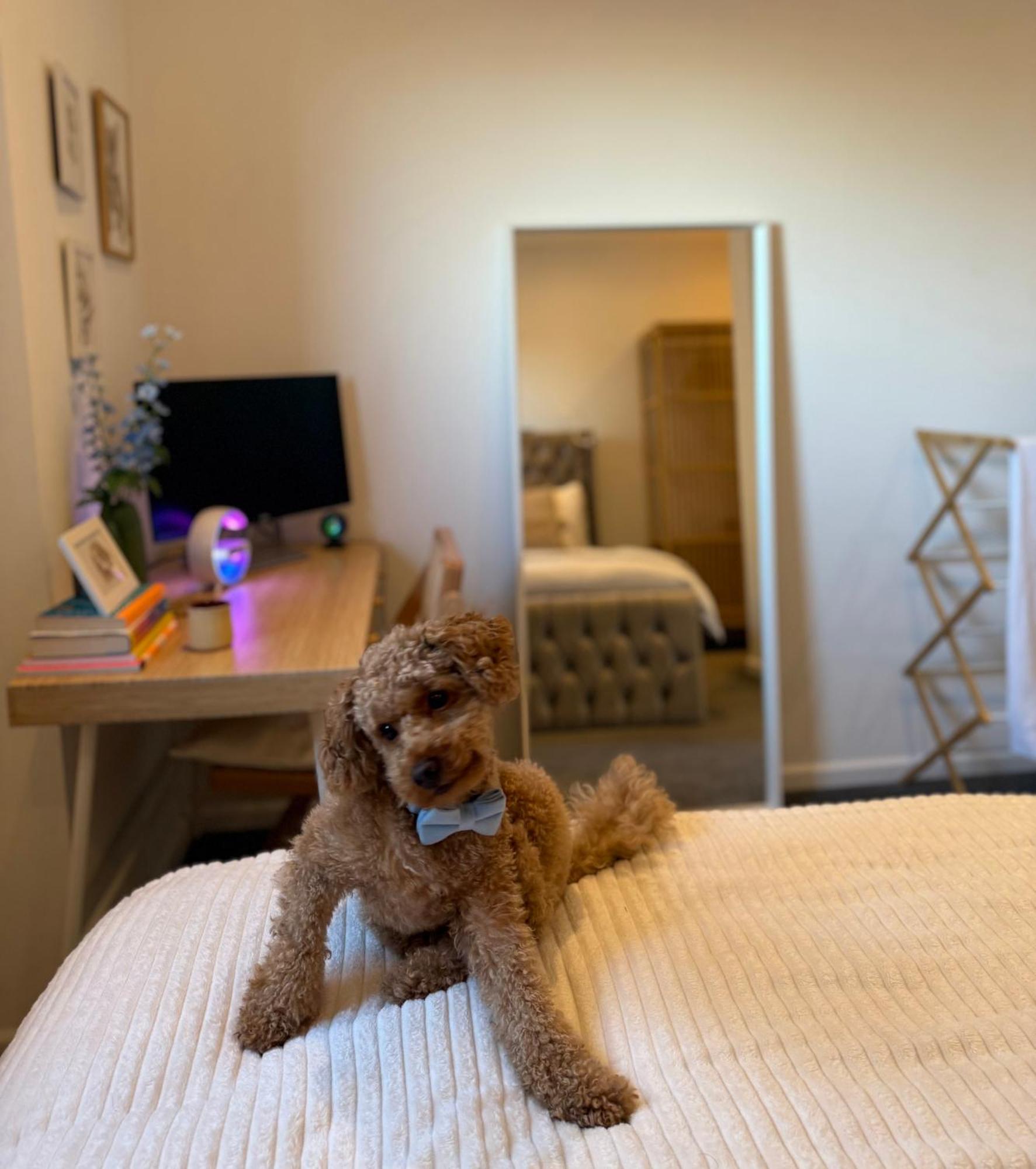 Near Airport Dog Lovers Welcome Bed & Breakfast London