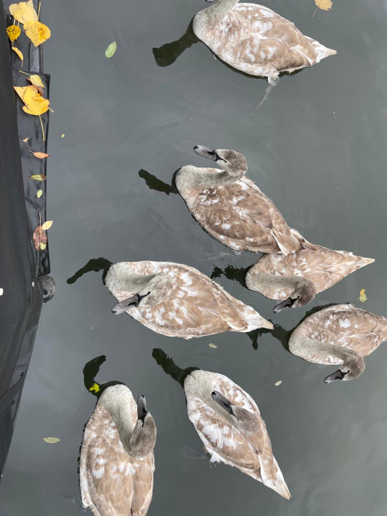 Cosy Canal Boat In Little Venice By Paddington For Family & Friends Hotel en barco Londres